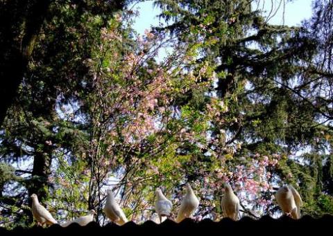 Hoa hiện diện ở khắp nơi trong thành phố.