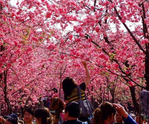 Những cây anh đào nở hoa đỏ rực.