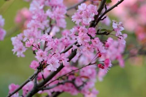 Anh đào chỉ bung hoa một lần duy nhất trong năm.