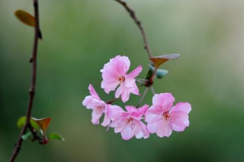 Hoa anh đào mùa xuân.
