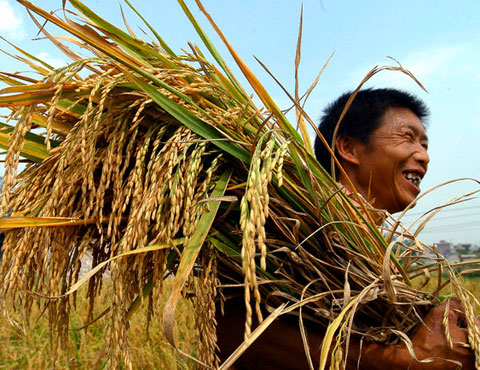 Giá lúa gạo tăng, nông dân VN sẽ mừng vui. Ảnh: agro.gov.vn