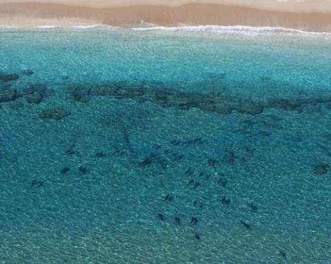 10.000 con cá mập bí ẩn xuất hiện, Phi thường - kỳ quặc, chuyen la, chuyen la the gioi, ca map, dan ca map, tham hoa kep nhat ban
