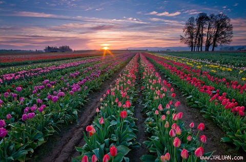 Những cánh đồng hoa Tulip đầy màu sắc.