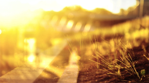 Một thảm cỏ trên triền vỉa hè ở Canberra. Đi dọc một thảm cỏ vào một buổi hoàng hôn luôn tạo một cảm giác thân quen trong khoảng thời gian tôi sinh sống ở nơi này. Việc giữ gìn những thảm cỏ này hầu như đều được chính phủ tài trợ, do họ cũng muốn xây dựng một hình ảnh Canberra xanh trong mắt những người dân ở nơi đây.