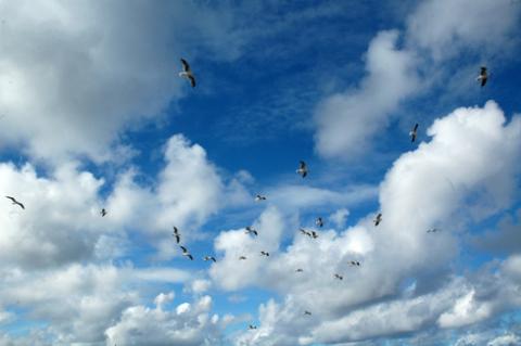Từng đàn chim hải âu tung bay giữa bầu trời xanh bao la.
