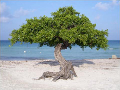 Aruba - điểm du lịch biển tuyệt vời, Du lịch - Giải trí, Dia diem bien, du lich bien, bai bien, du lich, giai tri