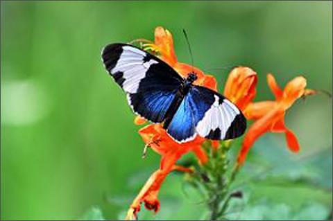 Aruba - điểm du lịch biển tuyệt vời, Du lịch - Giải trí, Dia diem bien, du lich bien, bai bien, du lich, giai tri