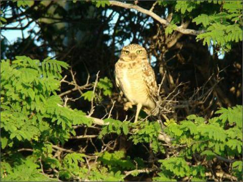 Aruba - điểm du lịch biển tuyệt vời, Du lịch - Giải trí, Dia diem bien, du lich bien, bai bien, du lich, giai tri