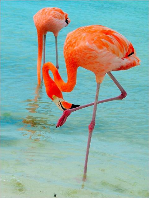 Aruba - điểm du lịch biển tuyệt vời, Du lịch - Giải trí, Dia diem bien, du lich bien, bai bien, du lich, giai tri