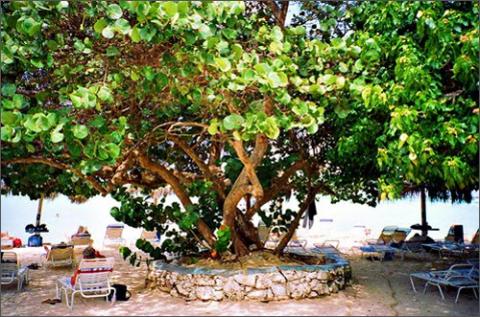 Aruba - điểm du lịch biển tuyệt vời, Du lịch - Giải trí, Dia diem bien, du lich bien, bai bien, du lich, giai tri