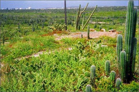 Aruba - điểm du lịch biển tuyệt vời, Du lịch - Giải trí, Dia diem bien, du lich bien, bai bien, du lich, giai tri