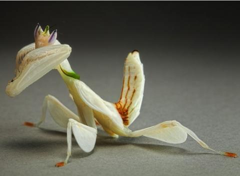 Một phong lan Malaysia cầu nguyện bọ ngựa