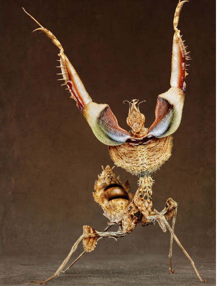 ột Schizocephala bọ ngựa ăn một con ruồi