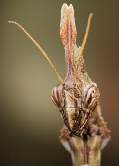 Siwanowicz conehead Một bọ ngựa
