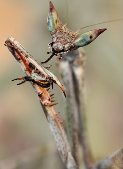 Một Heterohaeta - lớn nhất thế giới bọ ngựa