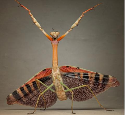 Một lượng lớn bọ ngựa cầu nguyện châu Phi trong studio gia đình của Igor tại Munich, Đức