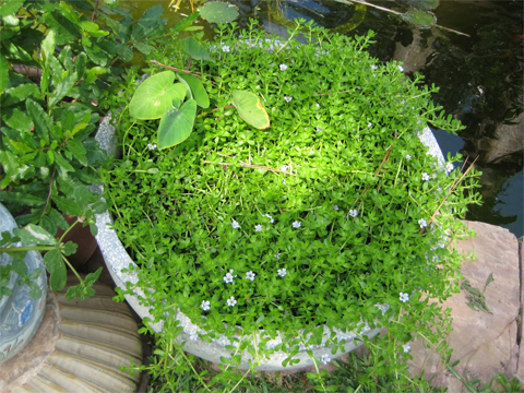Chậu rau đắng trong vườn nhà.