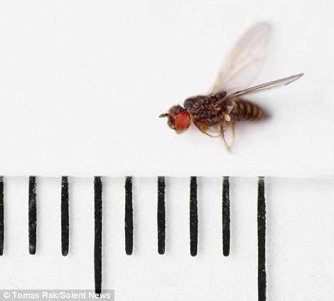 [Image: 716603_6_article_2000902_0C76DB0F0000057...70x423.jpg]