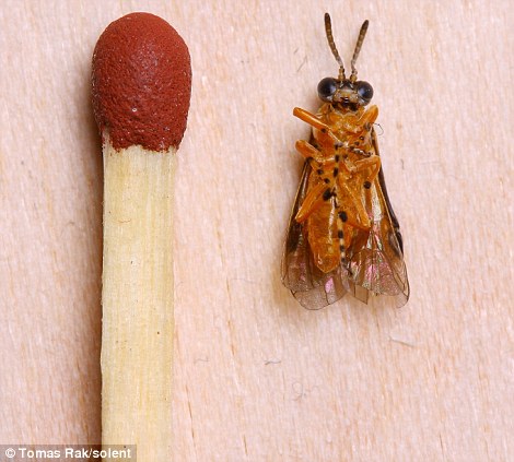 [Image: 716604_7_article_2000902_0C76DA120000057...70x423.jpg]