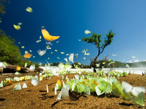 Những c&aacute;nh hoa Bươm bướm, Brazil