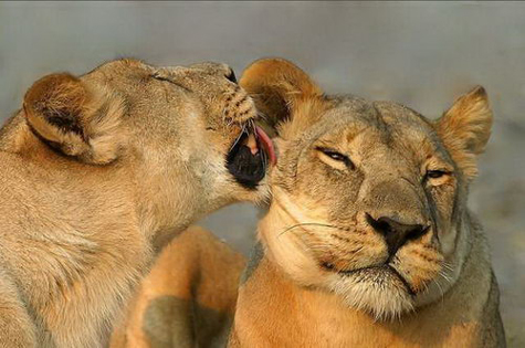 Các loài động vật cũng có hứng thú với sex và có khả năng đạt cực khoái như con người.