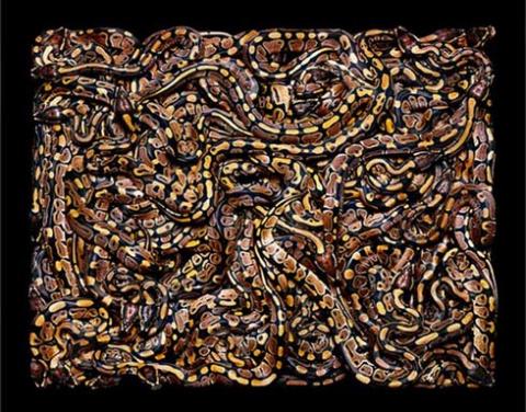 "Vẻ đẹp kinh hồn" của những con rắn màu mè