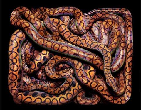 "Vẻ đẹp kinh hồn" của những con rắn màu mè