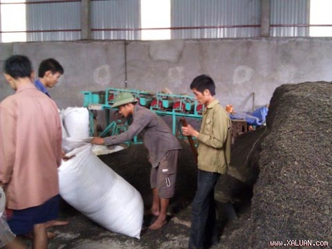 Một cơ sở chế biến tại huyện Hàm   Yên   pha trộn chè thường và chè độc để bán cho thương lái