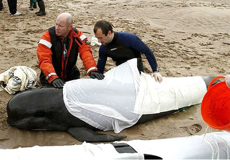 Các nhà khoa học đang cứu chữa cho một con cá voi bị mắc cạn.