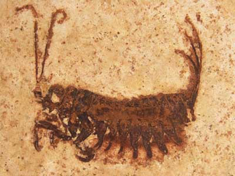 Mẫu hóa thạch loài côn trùng kỳ lạ vừa được tìm thấy.