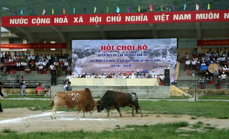 Hai “bò thủ“ lao vào nhau bất phân thắng bại.