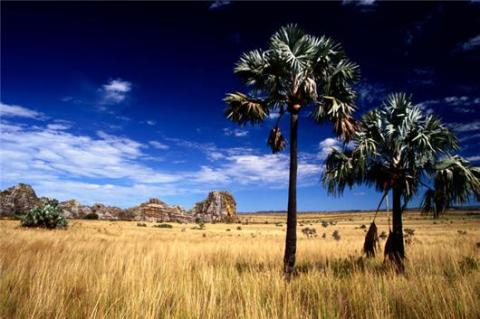 Sa mạc Madagascar