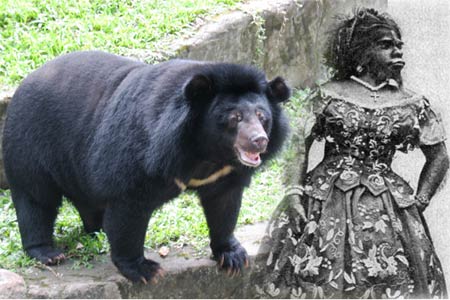 Julia Pastrana được cho là lai gấu.