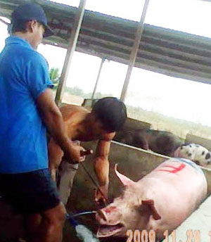 Hãi hùng "chiêu" bơm tạp chất tăng trọng gà, lợn, Mu
		<!--