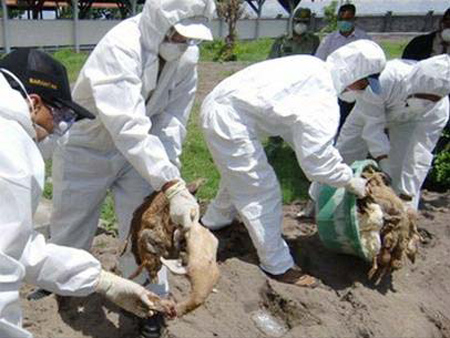 Tiêu hủy gia cầm nhiễm cúm. Ảnh: Internet
