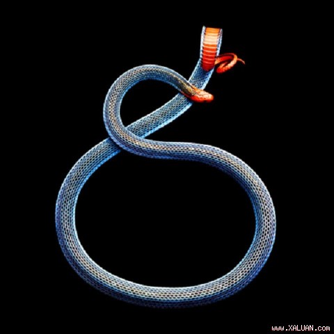 Rắn san hô xanh Malayan - loài rắn “kịch độc” chuyên sống trong các khu rừng nhiệt đới.