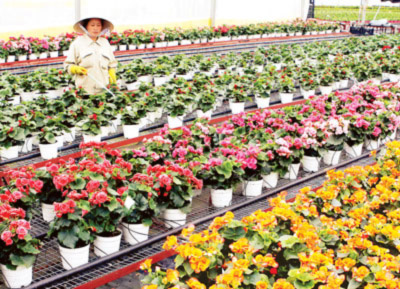 Hoa kiểng Đà Lạt