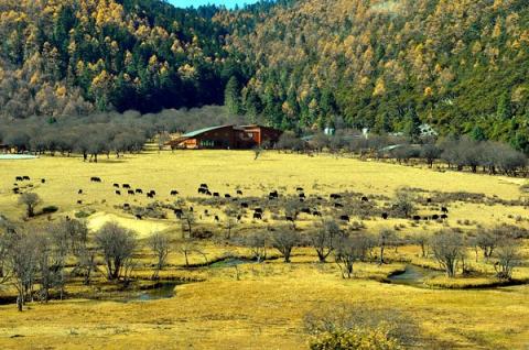 Bitahai - Miền cổ tích trên núi cao, Du lịch, Du lich, du lich Trung Quoc, du lich the gioi, du lich 2012, kham pha, du lich Viet Nam