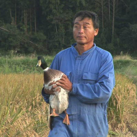 Ông Furuno trên cánh đồng lúa của mình.