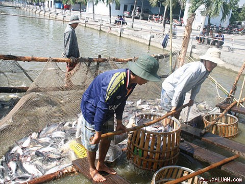 Người nuôi cá tra rất cần nguồn vốn vay từ ngân hàng