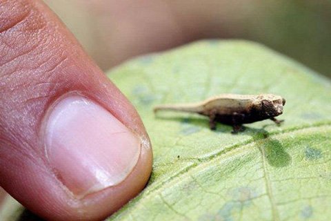 Loài tắc kè mới phát hiện còn nhỏ hơn đầu ngón tay.