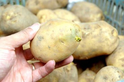 8 thực phẩm thường ngày có thể ... hại người