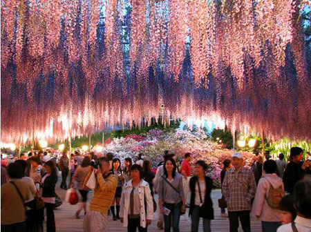 Mỗi ngày, công viên Ashikaga tiếp đón hàng nghìn du khách tới thăm quan, đặc biệt vào mùa hoa Fuji