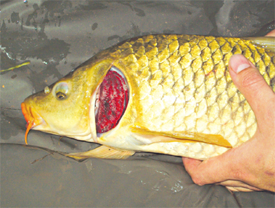 Món cá chép nấu với trần bì, thảo quả giúp kiện tỳ lợi thấp trong mùa nóng.