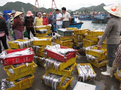 Thương l&aacute;i Trung Quốc ung dung &ldquo;chỉ đạo&rdquo; thu mua c&aacute; tươi tại Nha Trang. Ảnh: Bảo Ch&acirc;n