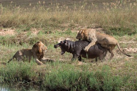 Hai con sư tử đực cùng hợp sức “bắt nạt” 1 con hà mã trẻ tuổi.