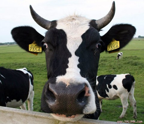 Con bò có cái đầu ngoại cỡ.