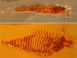 Hai con ve tìm thấy trong hổ phách thuộc 2 loài ve riêng biệt.