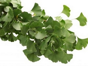 Thảo dược ginkgo bilob.