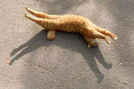 Ngắm ảnh cực dễ thương của mèo cưng | ảnh vui,ảnh chế,hài hước,ảnh tếu,ảnh hài hước,Ảnh cười động vật